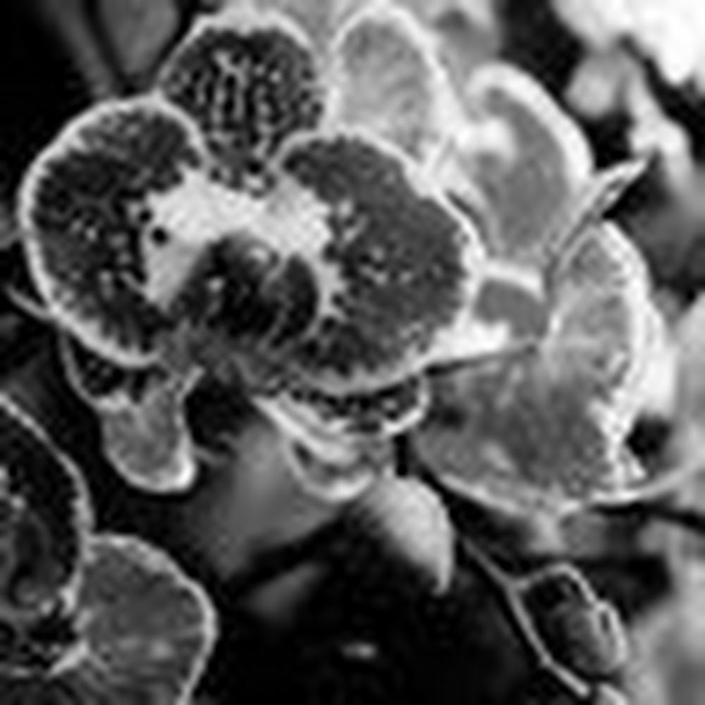 Meet your Posher, Toni